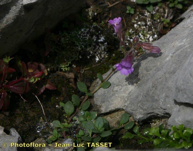 Chaenorhinum origanifolium kleiner Orant mit rosa Blüten auf Stein