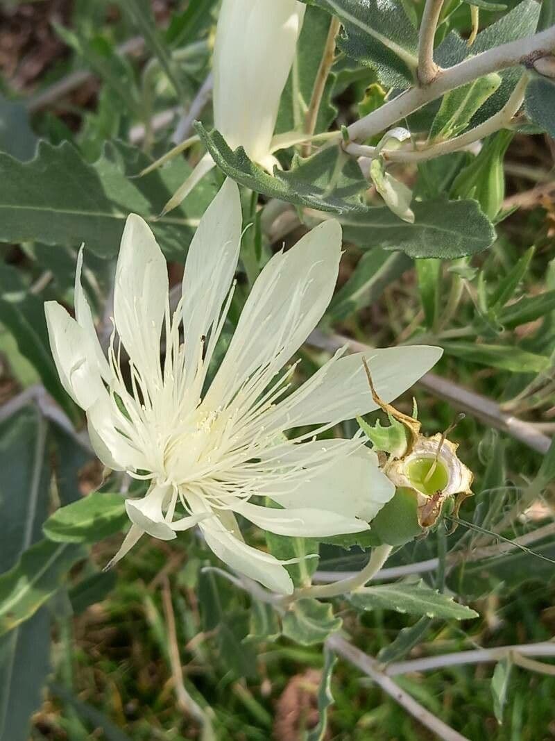 Mentzelia decapetala bloem met tien witte kroonbladeren