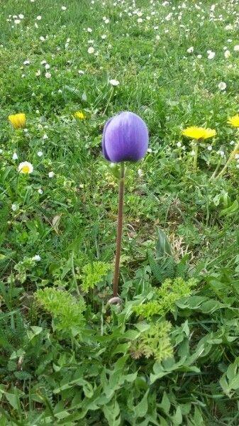 Garten-Anemone mit scharlachroten und weißen Blüten in einem sonnigen Staudenbeet