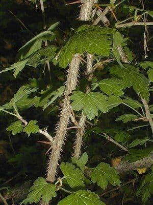 Fleurs blanches du groseillier du Missouri