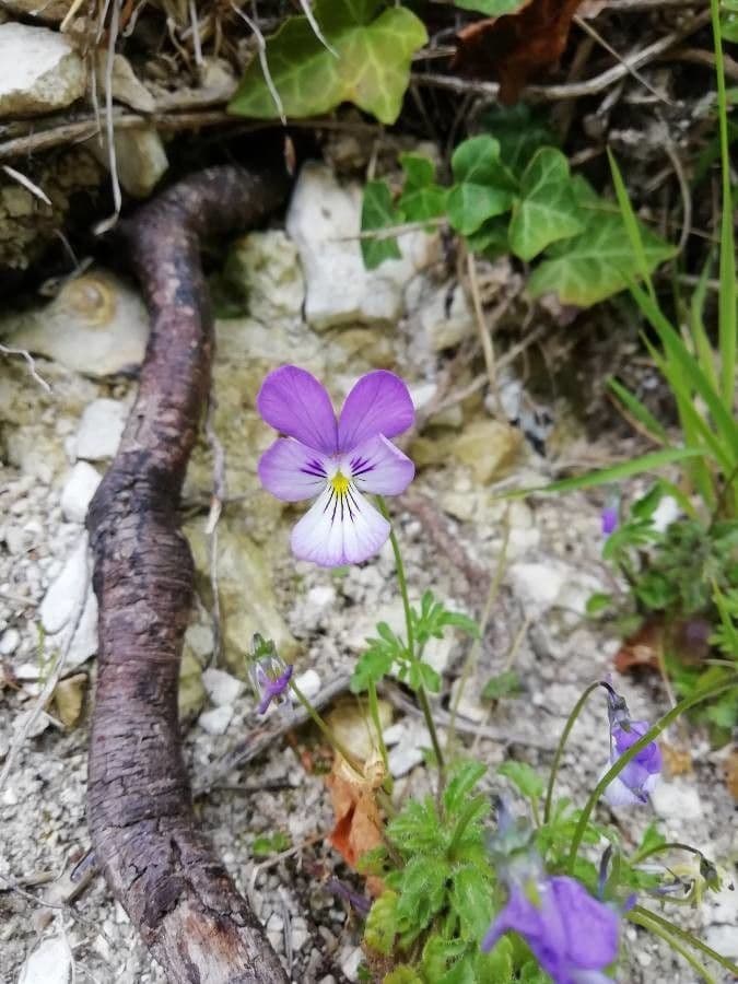 Viola hispida zeigt zarte violette Blüten mit charakteristischem Muster