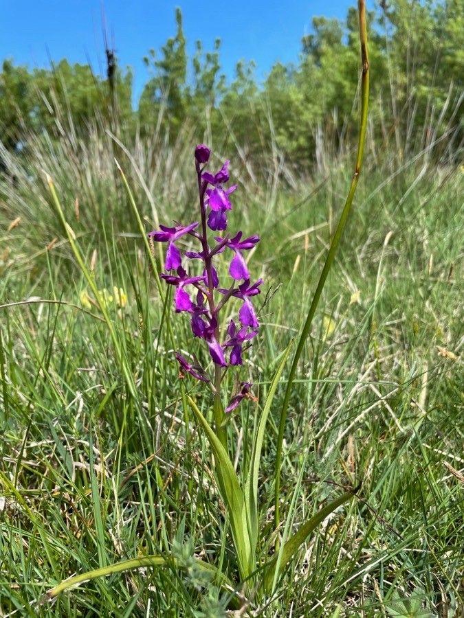 Bog orchid in full bloom in a damp meadow, purple flowers rising above narrow green leaves