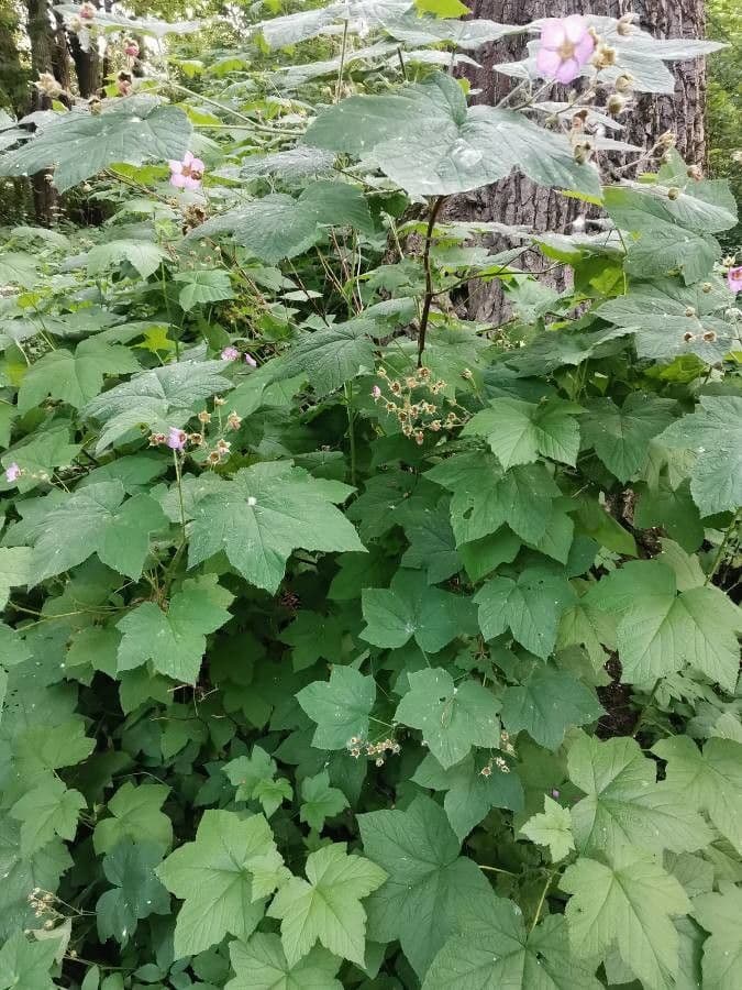 Thimbleberry with large pink-red flowers