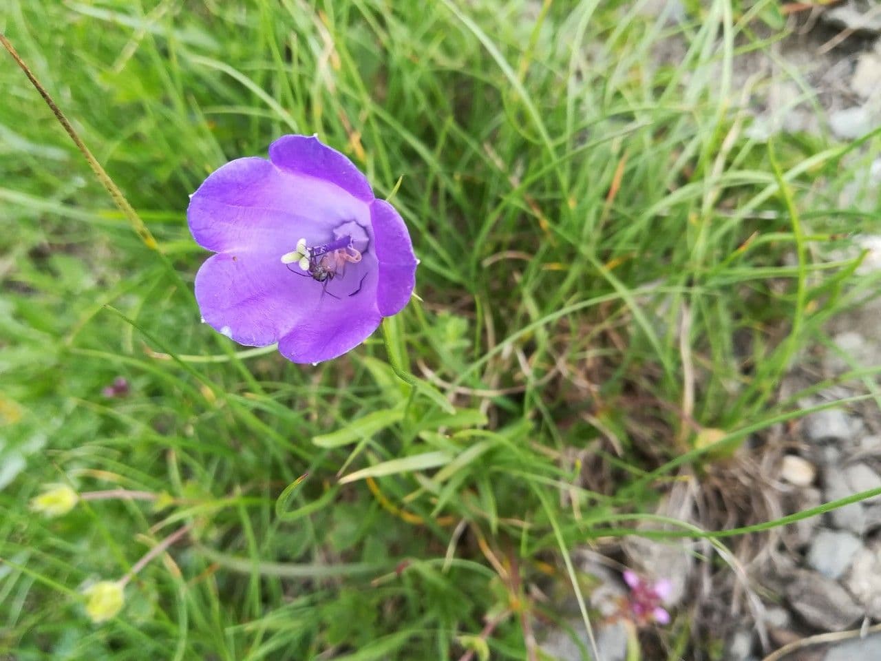 Blaue Glockenblumen von Scheuchzers Glockenblume