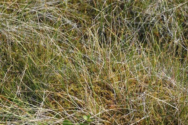 Armblütige Segge am Teichufer, mit schmalen grünen Blättern und hellgelben Blütenständen.