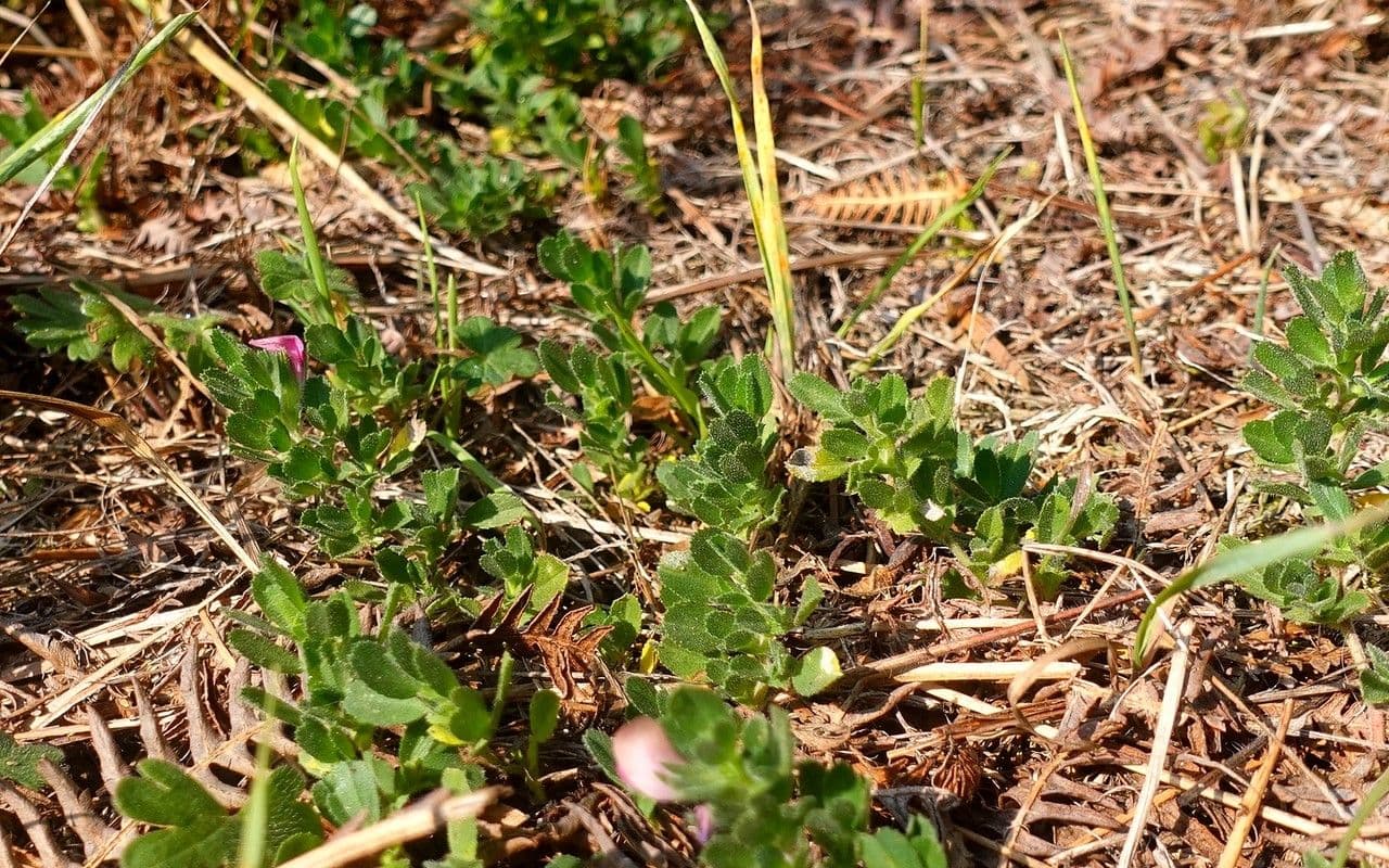 Ononis reclinata met paarse bloemen in mediterrane tuin