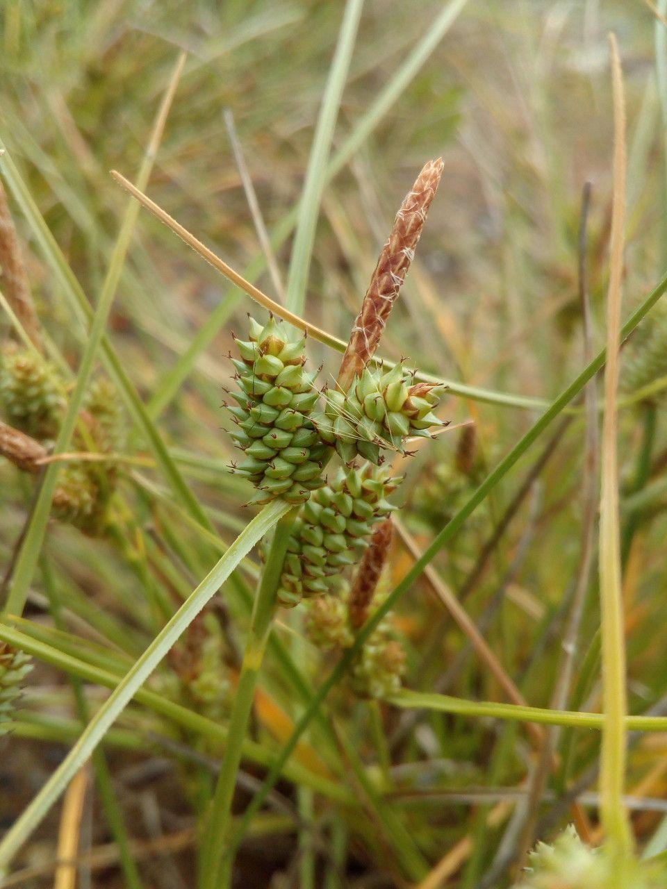 Strand-Segge in voller Blüte am feuchten Rand eines Gartenteichs
