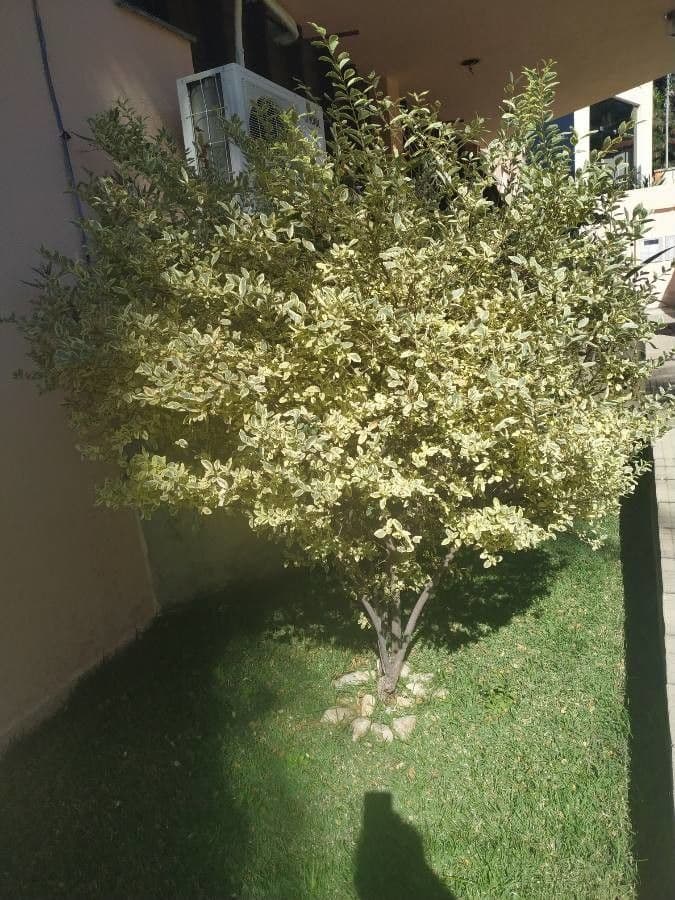 Tawhiwhi Pittosporum tenuifolium mit feinen Blattern