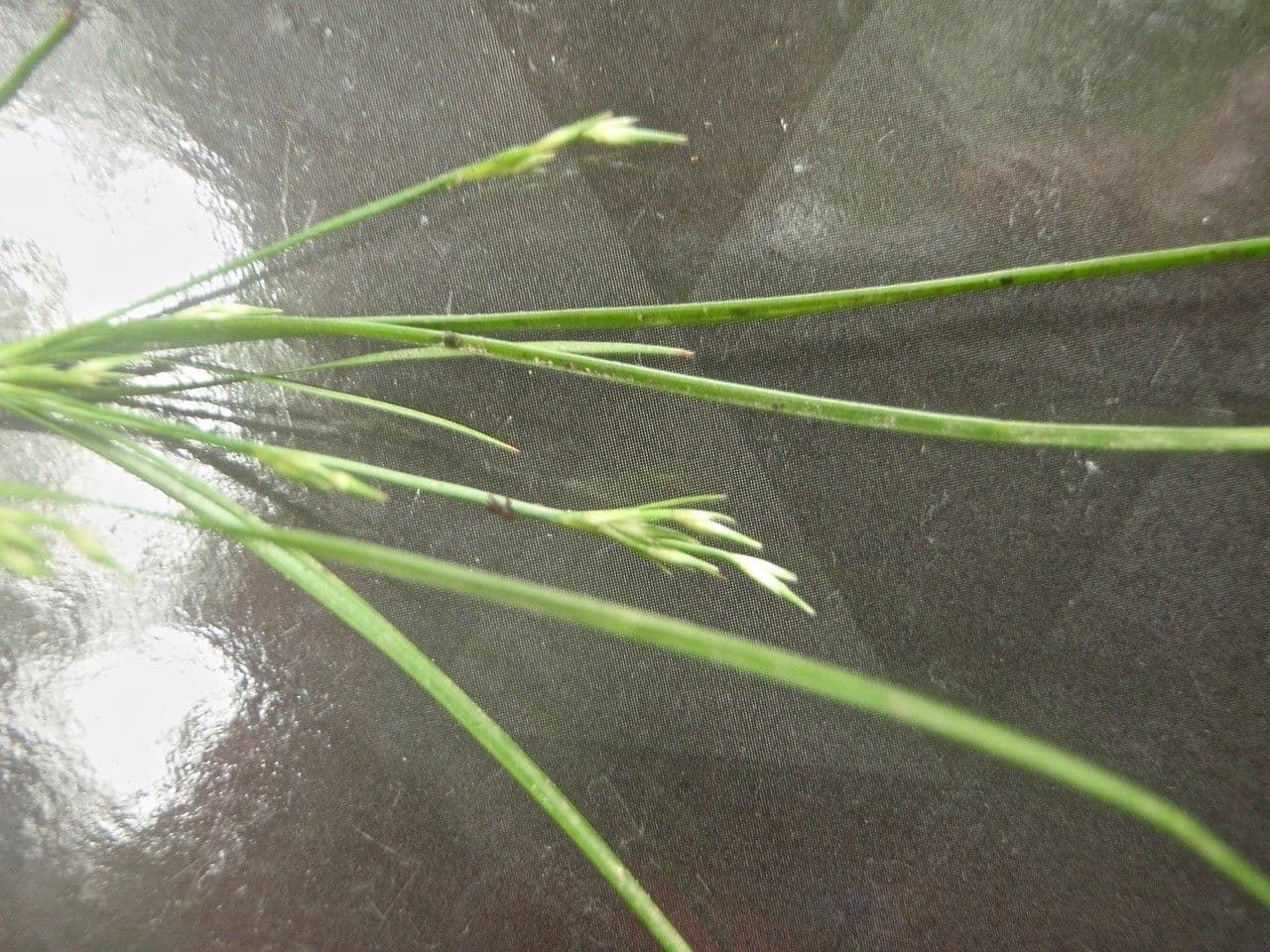 Zarte Simse (Juncus tenuis) mit feinen, zarten Stengeln und braunen Blüten entlang eines Gartenpfads