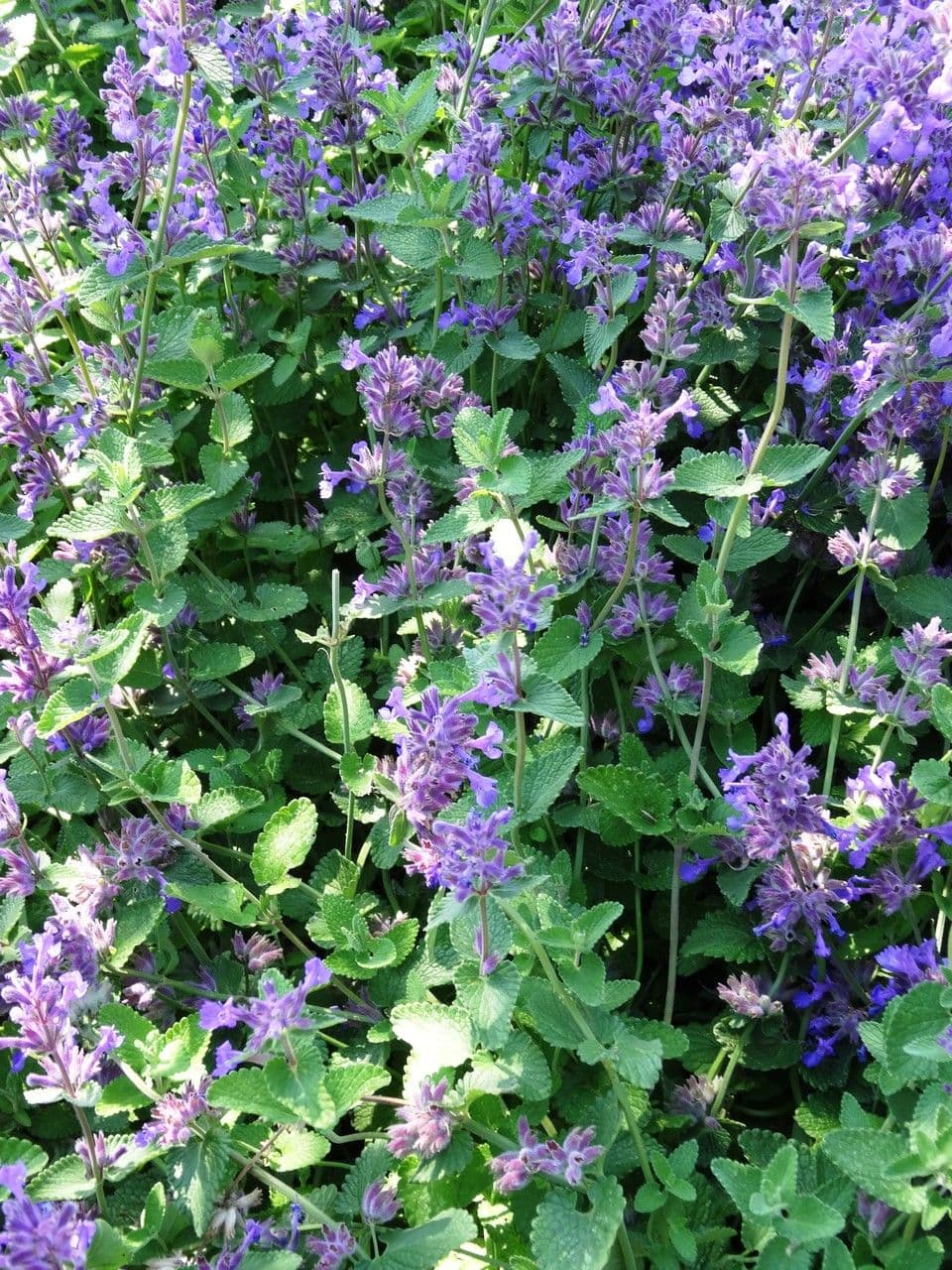 Nepeta latifolia avec fleurs bleu-lavande et feuillage vert ample en ete