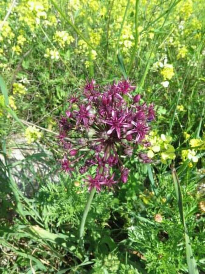 Fleurs d'ail noir