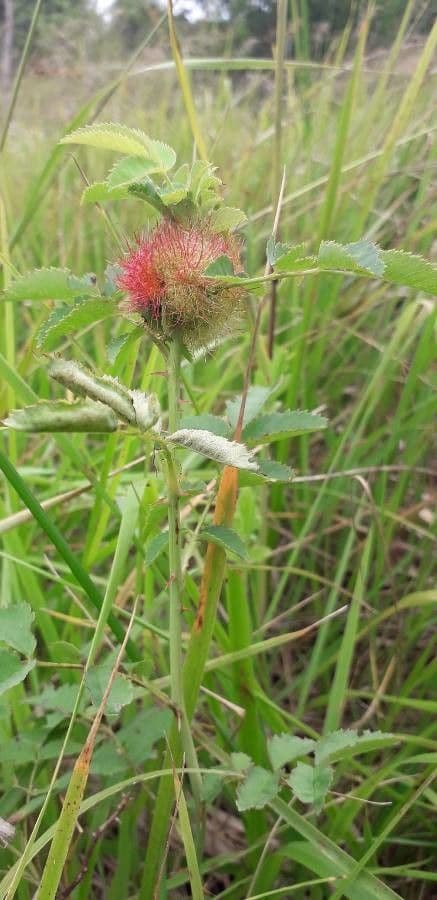 Rosa arkansana rosier des prairies avec fleurs roses en habitat naturel