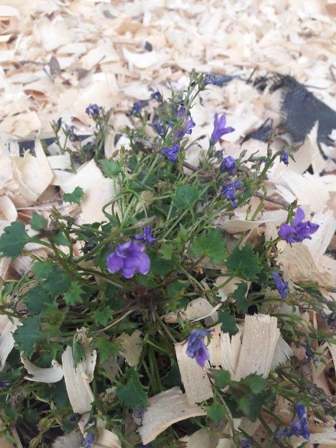 Campanule de Dalmatie en fleurs entre les pierres d'une rocaille