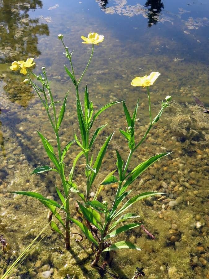 Renoncule langue avec fleurs jaunes dans habitat aquatique