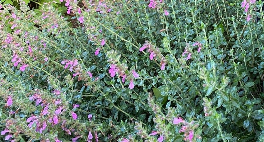 Epis de fleurs violettes de la germandrée brillante (Teucrium lucidum) en pleine floraison
