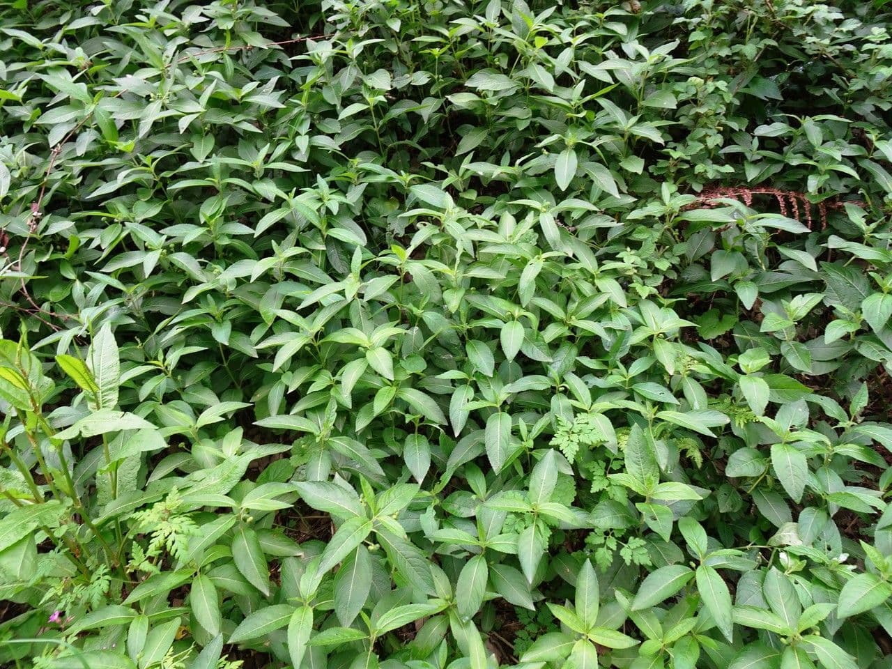 Mercuriale vivace (Mercurialis perennis) poussant en sous-bois forestier avec feuillage vert