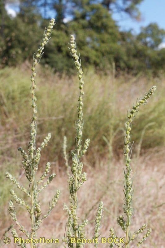 Bassia laniflora auf sandigen Boden im Spatsommer wachsend