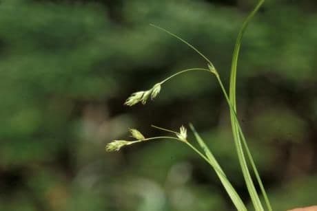 Carex deweyana in woodland habitat with fine, densely-growing foliage