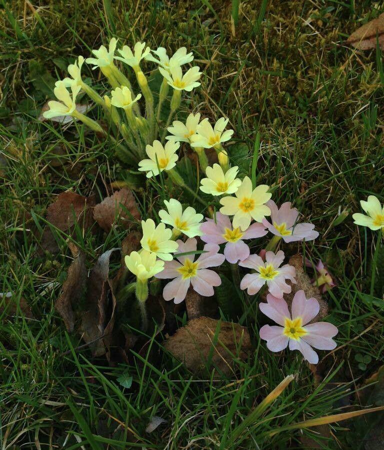 Un bouquet de primevères aux teintes pastel délicates en fleur sous un noisetier au début du printemps