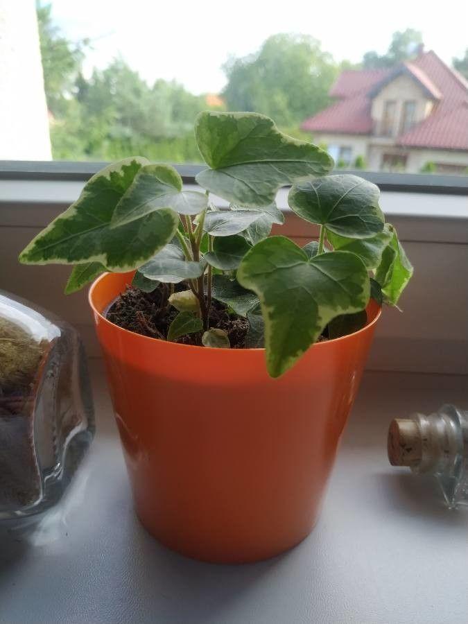 Lierre d'Algérie grimpant sur un mur en pierre dans un jardin ombragé