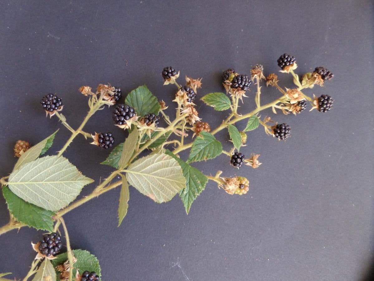 Kohler-brombeere met paarse bloemen