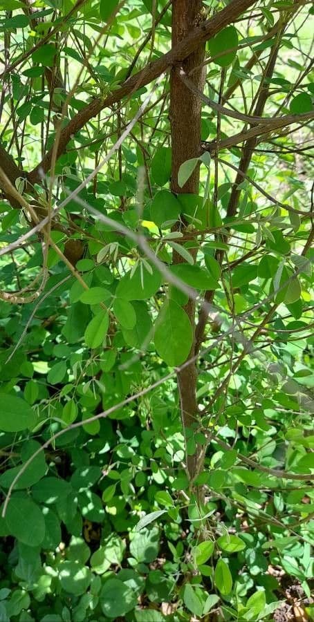Lespedeza thunbergii mit violetten Bluten in dichten hangenden Buschen