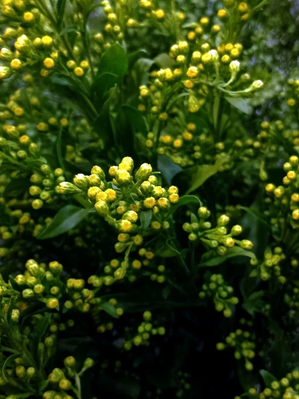 Solidago sempervirens mit goldgelben Blütenrispen an der Meeresküste