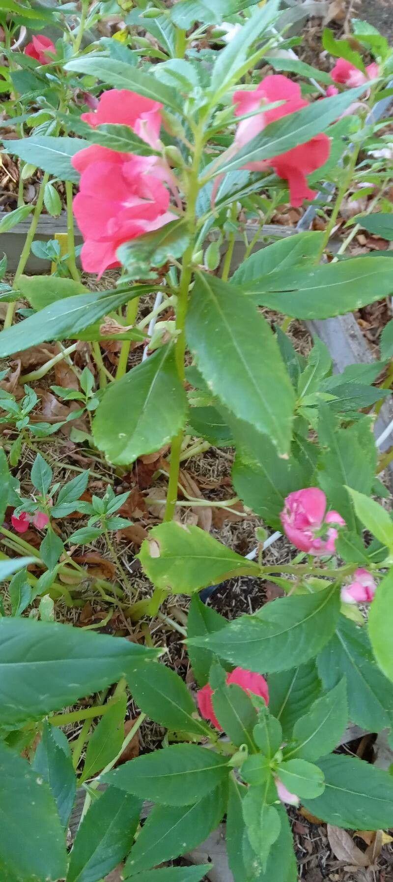 Gartenspringkraut in voller Blüte mit gefüllten rosa, roten und weißen Blüten, wächst in einem halbschattigen Staudenbeet