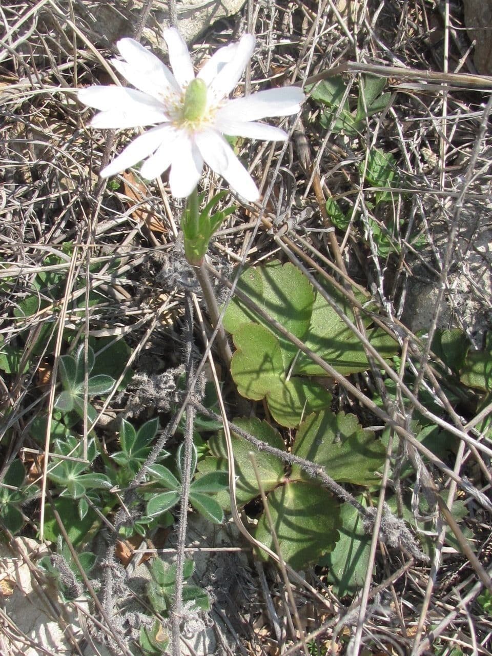 Ten-petal anemone with white flowers in natural prairie setting