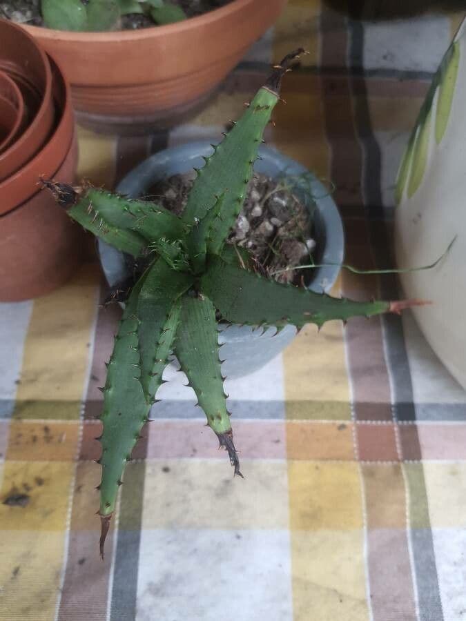 Berg Alwyn - compact aloe with thick leaves