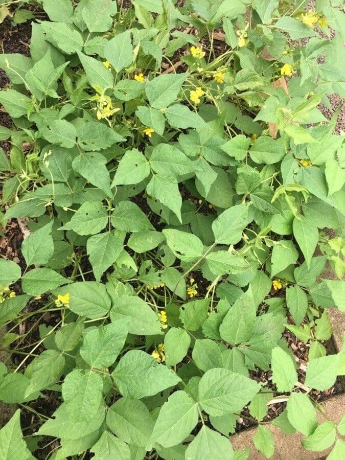 Vigna radiata Mung Bean plants with pods