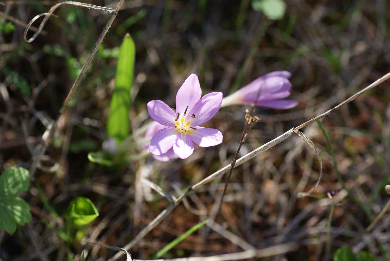 Purple flowers of Colchicum cupanii in autumn