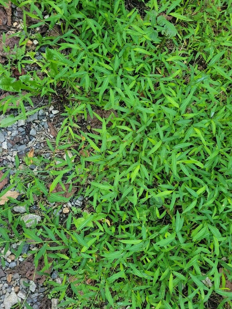 Japanese stilt grass with fine, slender foliage
