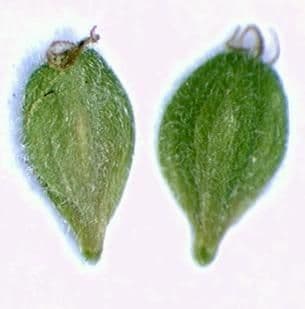 Feuillage fin de Carex swanii en teintes verdatre-brun