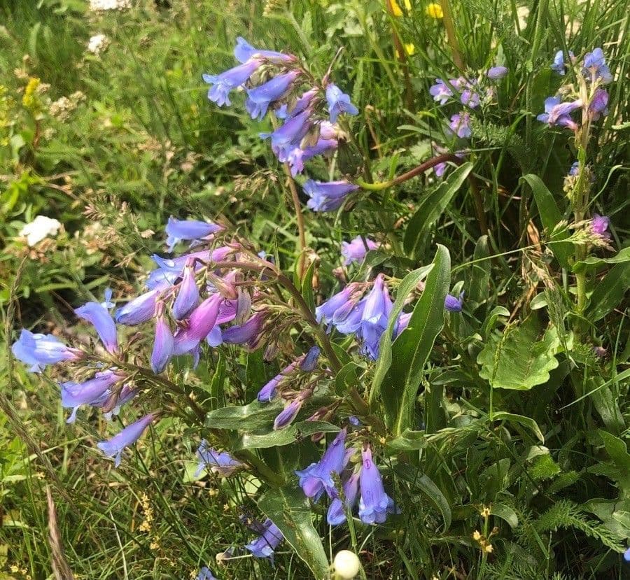 Penstemon speciosus avec ses grandes fleurs tubulaires bleu cobalt sur des tiges robustes et dressees