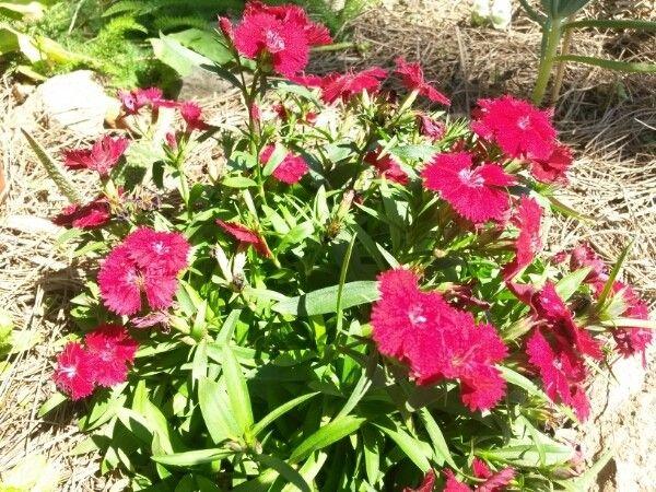 Kaiser-Nelke mit gezackten rosa Blüten in einer sonnigen Beetkante