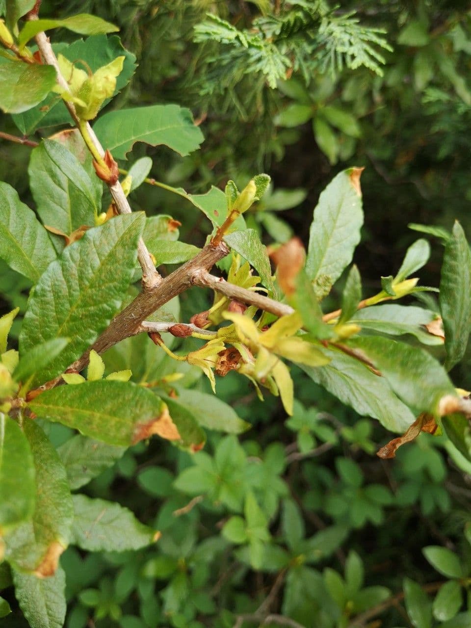 Weisse Blutentrosse von Rhododendron albiflorum mit dunkelgluenzendem Laub
