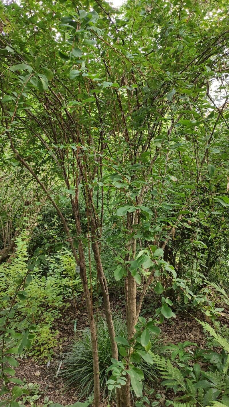 Koreanische Berberitze mit leuchtenden roten Beeren und feinem griunem Laub