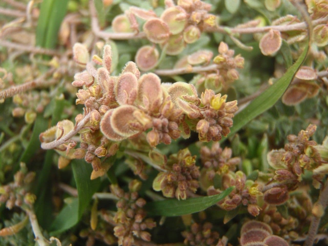 Clypeola jonthlaspi plant met kleine witte bloemen