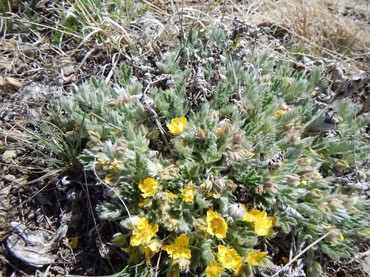 Fleurs de potentille hâtive en habitat alpin