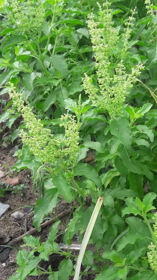 Ocimum tenuiflorum heiliges Basilikum Tulsi mit violetten Stammen