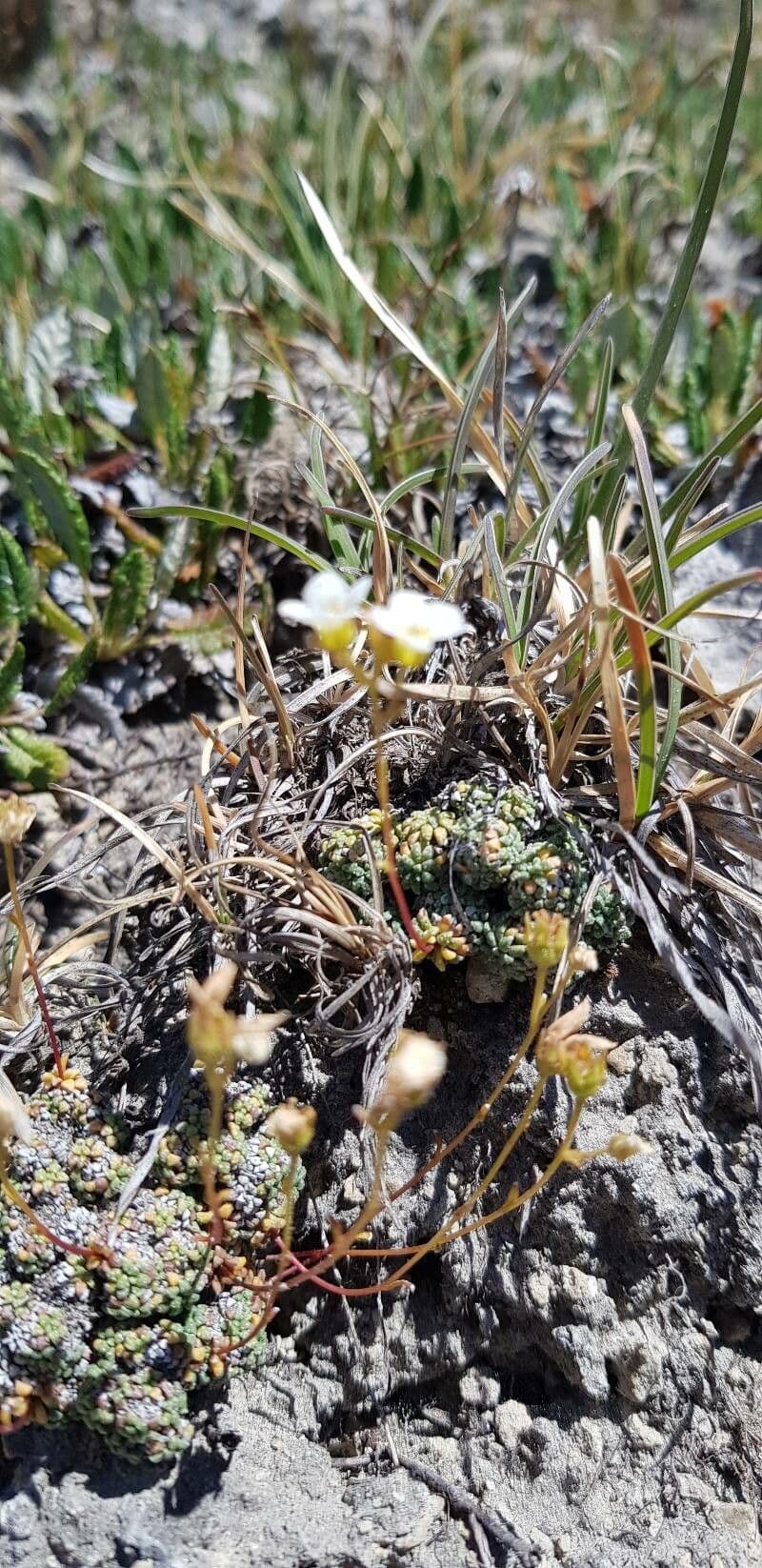 Saxifrage