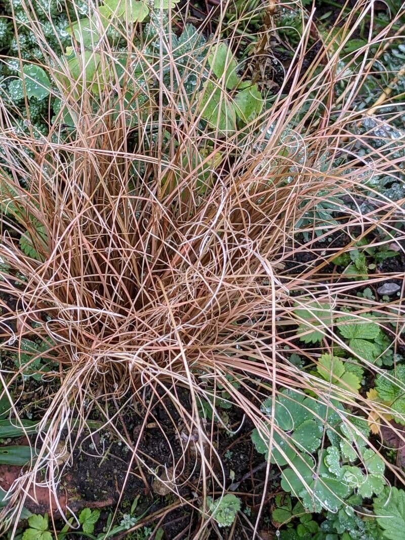 Frosted-curls sedge with fine, curling golden-brown foliage