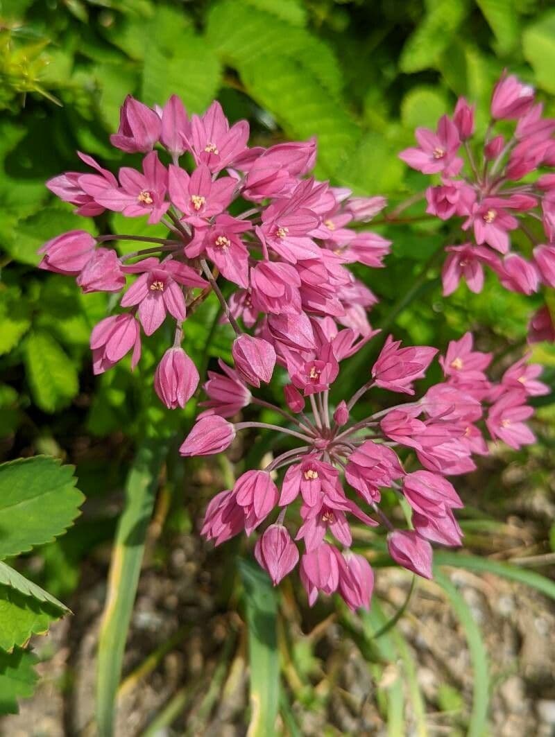 Allium oreophilum mit rosa Blüten in kugelförmigen Dolden