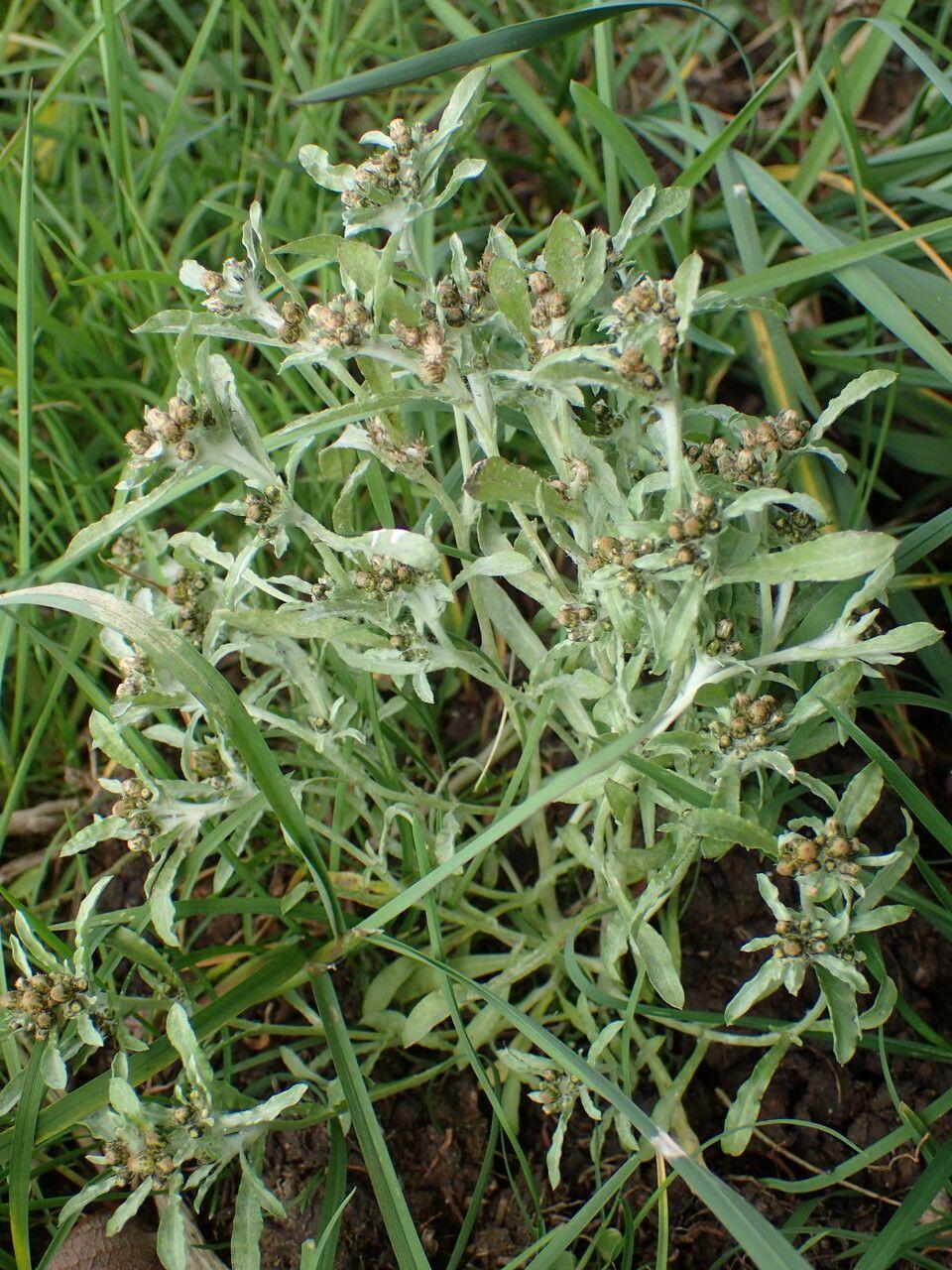 Sumpf-Ruhrkraut in einer nassen Wiese, mit wolligen Stielen und kleinen cremefarbenen Blütenständen