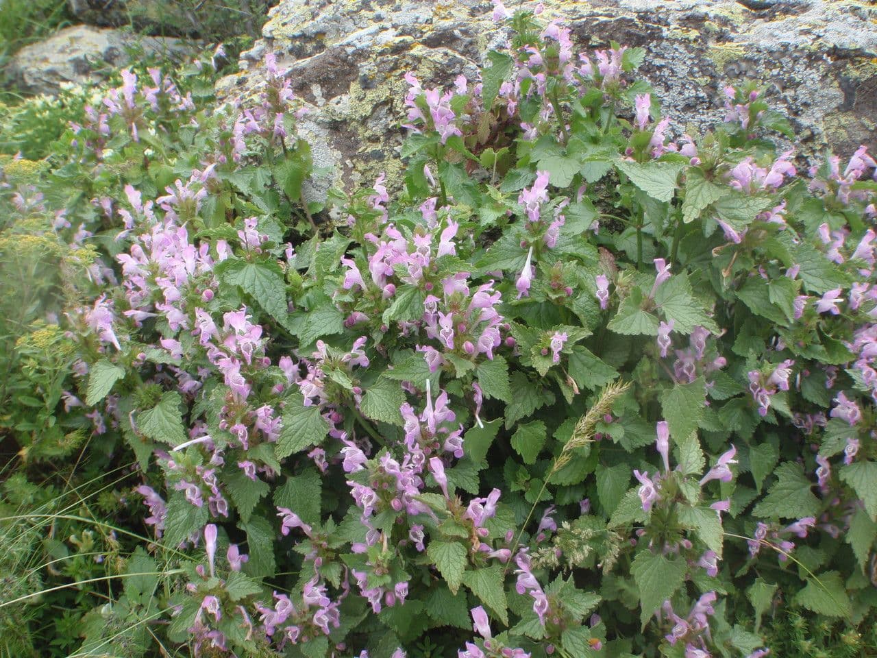 Lamium garganicum mit rosa-violetten Bluten als Bodendecker im Halbschatten