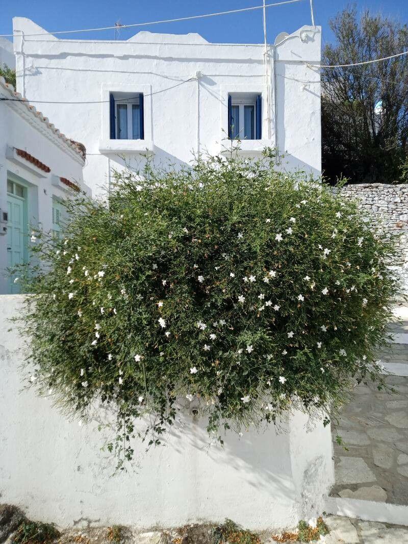 Jasmin à grandes fleurs en fleur grimpant sur une pergola en bois sous la lumière douce du soir