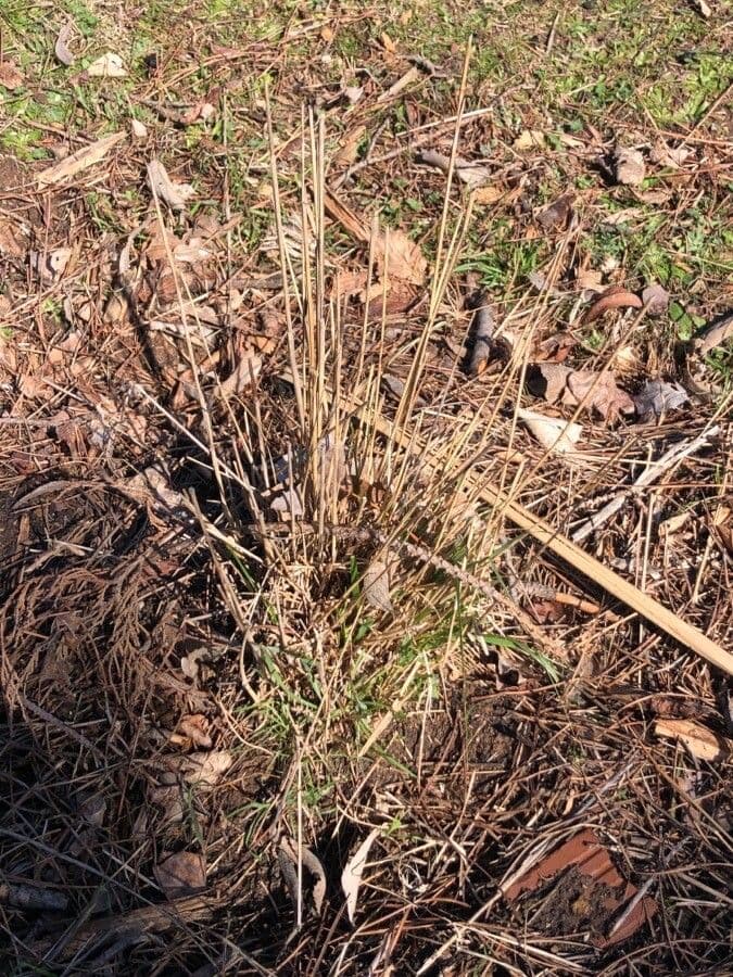 Ornamental grass