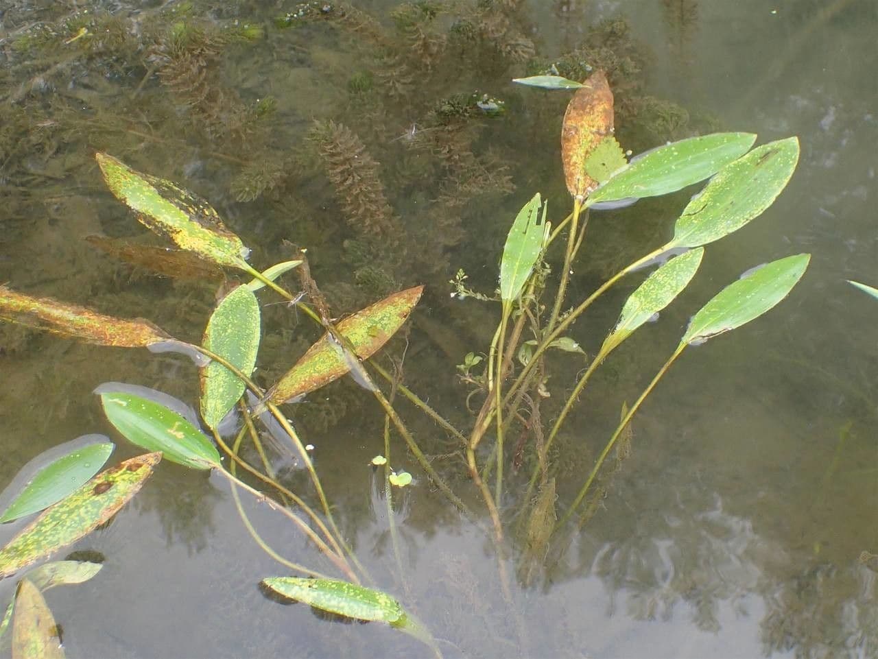 Longleaf Pondweed with characteristic nodes along the stems in clean water