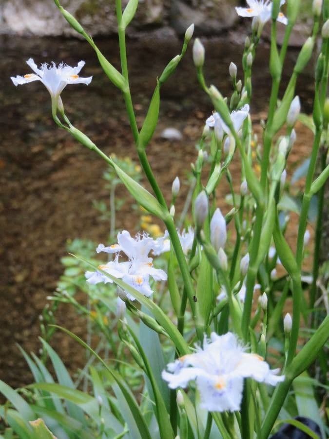 Fleurs élégantes de l'iris du Japon avec pétales frangés